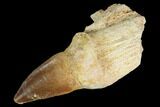 Fossil Rooted Mosasaur (Prognathodon) Tooth - Morocco #116893-1